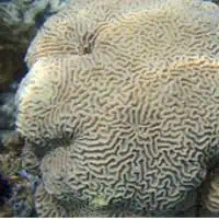 Head Coral, Koh Chang, Thailand