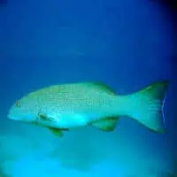 Highfin Coralgrouper, Koh Chang, Thailand