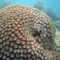 Honeycomb Coral, Koh Chang, Thailand