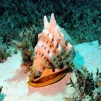 Horned Helmet, Koh Chang, Thailand