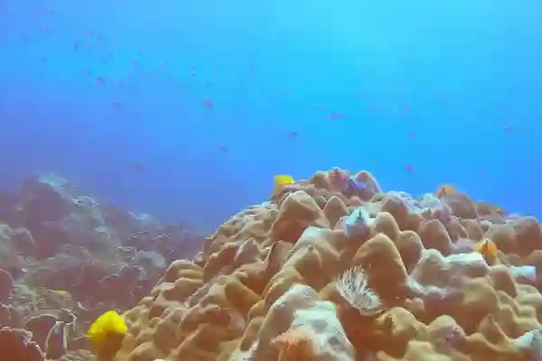 Scuba Review refresher course process and what to expect