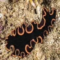 Hymans flatworm, Koh Chang, Thailand