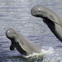 Irrawaddy Dolphin, Koh Chang, Thailand