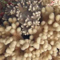 Juweled Finger Coral, Koh Chang, Thailand
