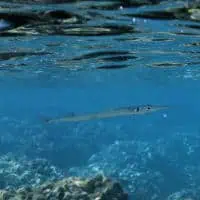 Keeltail Needlefish, Koh Chang, Thailand