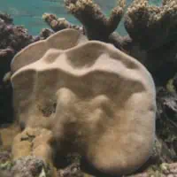 Knob Coral, Koh Chang, Thailand