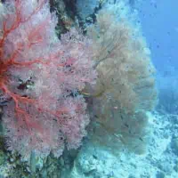 Knotted Fan Coral, Koh Chang, Thailand