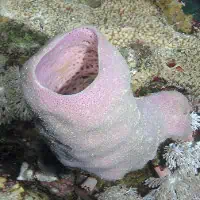 Large Tube-sponge, Koh Chang, Thailand