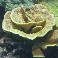 Leafy Cub Coral, Koh Chang, Thailand