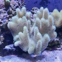Leather Coral, Koh Chang, Thailand