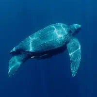 Leatherback Turtle, Koh Chang, Thailand