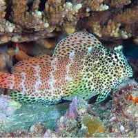 Leopard Blenny, Koh Chang, Thailand