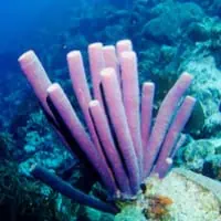 Liliac Tube-sponge, Koh Chang, Thailand