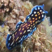 Lindas flatworm, Koh Chang, Thailand