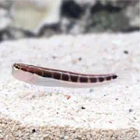 Linear Blenny, Koh Chang, Thailand