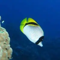 Lined Butterflyfish, Koh Chang, Thailand