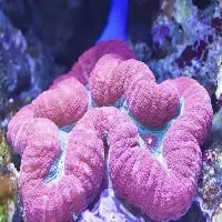 Lobed Brain Coral, Koh Chang, Thailand