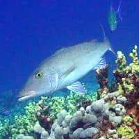 Longface Emporor, Koh Chang, Thailand