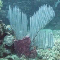 Lyre Sea Fan, Koh Chang, Thailand