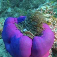 Magnificient Sea Anemone, Koh Chang, Thailand