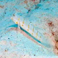 Maiden Goby, Koh Chang, Thailand