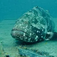 Malabar Grouper, Koh Chang, Thailand