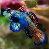 Mandarinfish, Koh Chang, Thailand