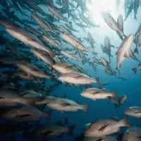 Mangrove Red Snapper, Koh Chang, Thailand