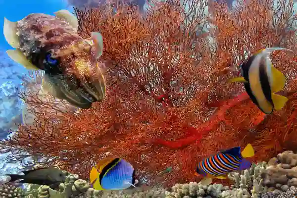 Marine life guide - Complete underwater species guide for Koh Chang