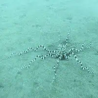 Mimic Octopus, Koh Chang, Thailand
