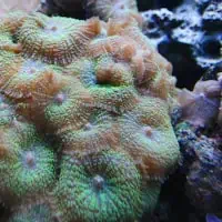 Mushroom Anemone, Koh Chang, Thailand