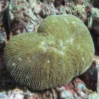 Mushroom Coral, Koh Chang, Thailand