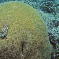 Net Brain Coral, Koh Chang, Thailand
