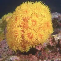 Orange Cup Coral, Koh Chang, Thailand