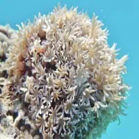Organ Pipe Coral, Koh Chang, Thailand