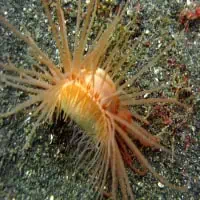 Oriental-Fire Clam