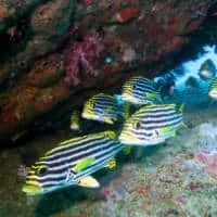 Oriental Sweetlips, Koh Chang, Thailand