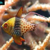 Pajama Cardinalfish, Koh Chang, Thailand