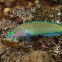 Pastel Ringwrasse, Koh Chang, Thailand