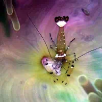 Peacock-tail anemone shrimp, Koh Chang, Thailand