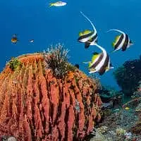 Pennant Coralfish, Koh Chang, Thailand