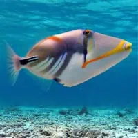 Picasso Triggerfish, Koh Chang, Thailand