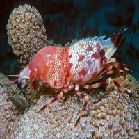 Pine-cone-marbled shrimp, Koh Chang, Thailand