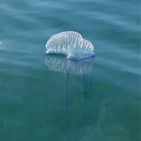 Portoguese Man-of-War, Koh Chang, Thailand