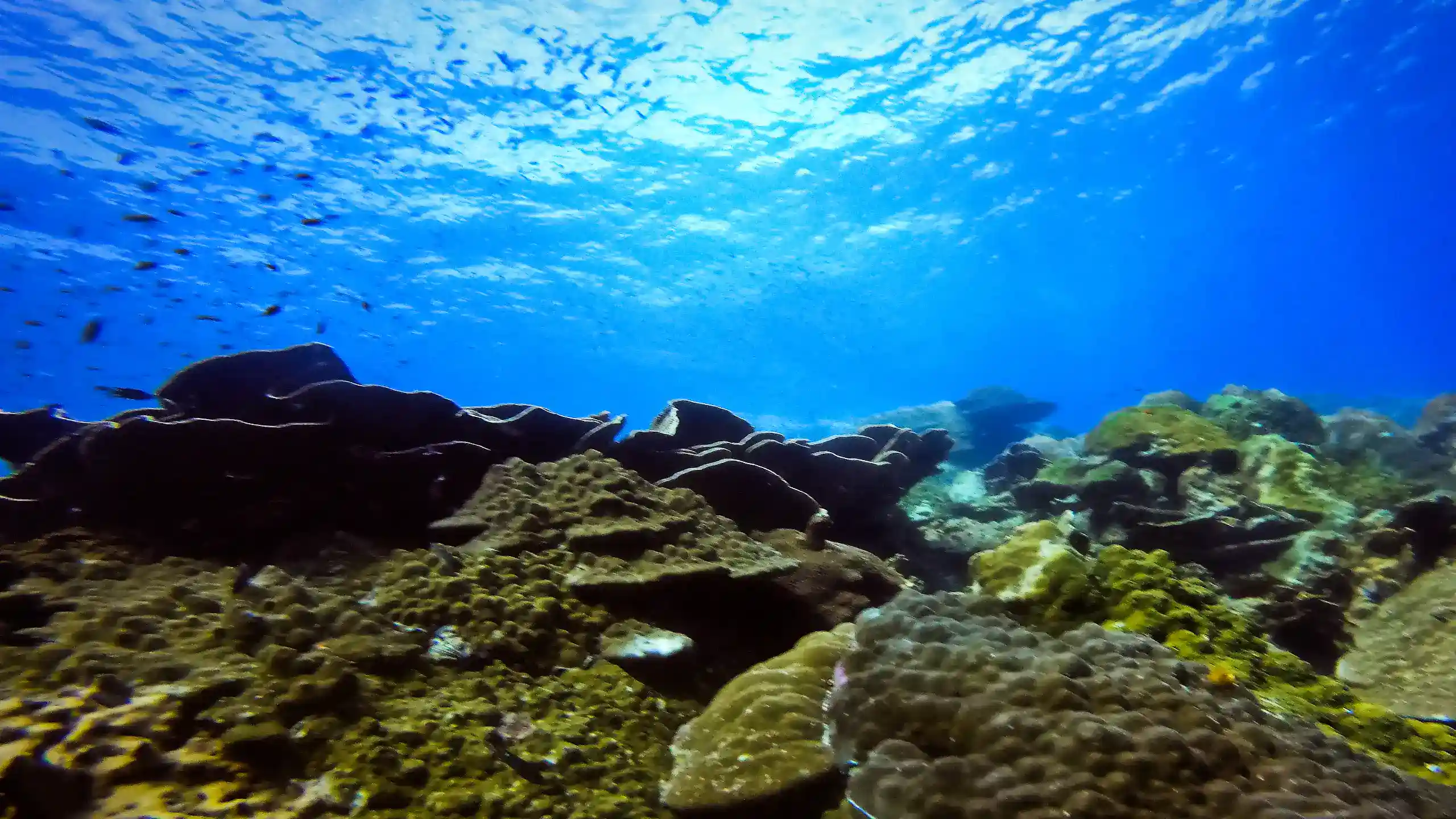 diving how to guides koh chang blog header – scuba tips, marine life, how-to guides and diving knowledge for Koh Chang