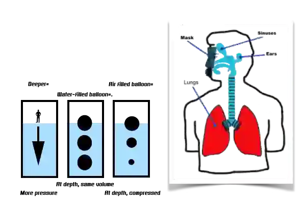 Illustration zur Darstellung, wie sich Druck auf die Lufträume im Körper beim Tauchen auswirkt