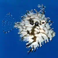Prickly Leatherjacket, Koh Chang, Thailand