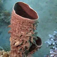 Prickly Tube-sponge, Koh Chang, Thailand