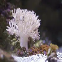 Pulsing Coral, Koh Chang, Thailand