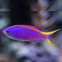 Purple Anthis, Koh Chang, Thailand